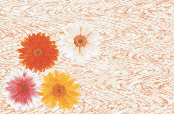 FLOWER ROSE`FR 50